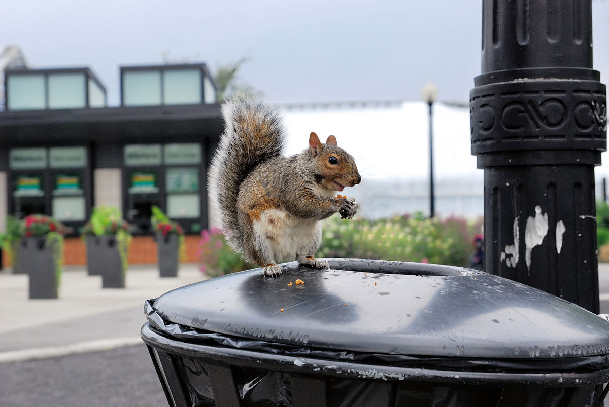 1200px-urban_wildlife_-_squirrel