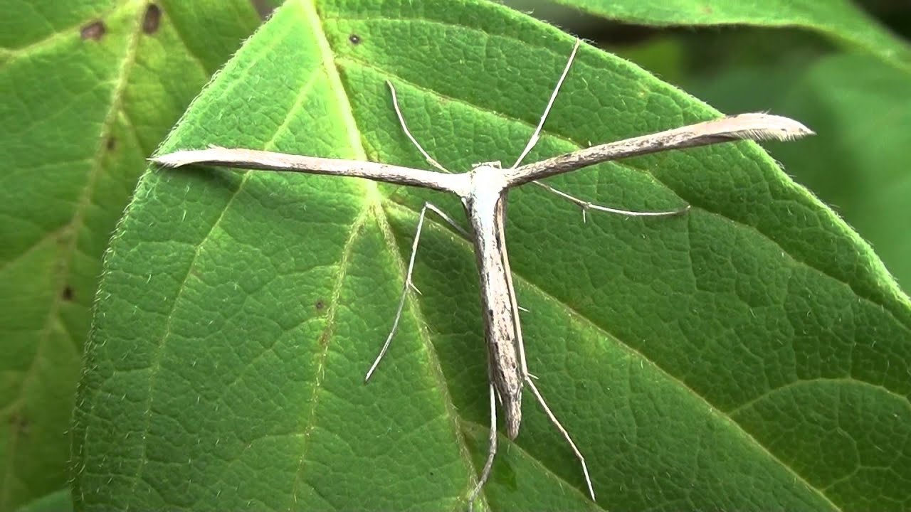 plume moth - emmelina monodactyla