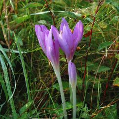 Colchicum_autumnale