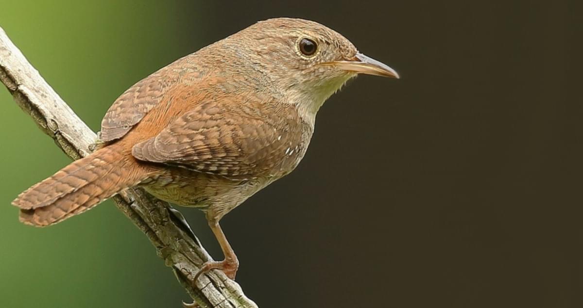 wren