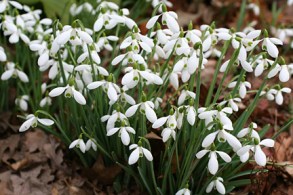 snowdrops - galanthus
