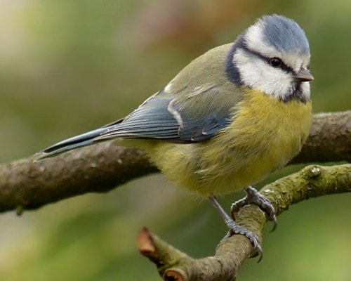 blue tit - cyanistes caeruleus