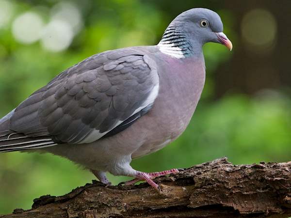 wood pigeon - columba palumbus